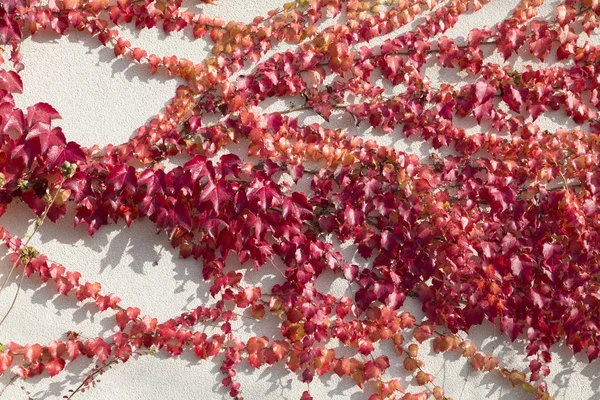 Boston Ivy Red Growing White Wall Image May Used Background — Stock Photo, Image