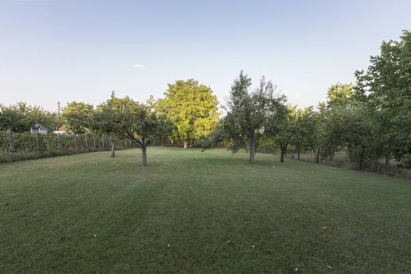 Armut ağaçları ve elma ağaçları ile çim. Evin penceresinden görüntülemek.