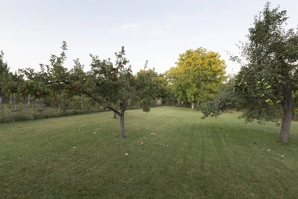 Armut ağaçları ve elma ağaçları ile çim. Evin penceresinden görüntülemek.
