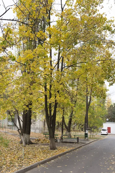 Bir Apartman Bahçesinde Akçaağaç Maple Ağaçlar Arasında Yeşil Banklar — Stok fotoğraf