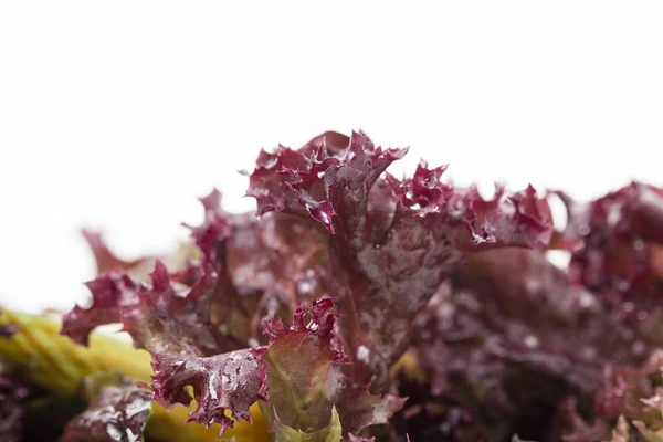 Fresh red lettuce and a white background. — Stock Photo, Image
