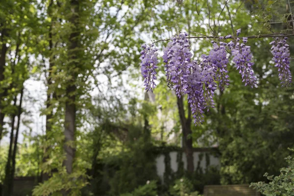 Wisteria Bahçe için mükemmel bir tropikal bitki.
