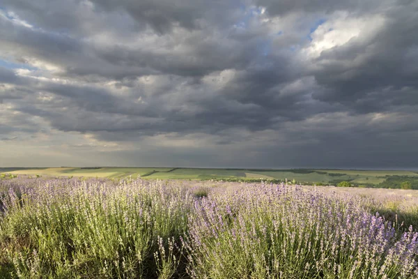 Muy bonita vista de los campos de lavanda . — Foto de Stock