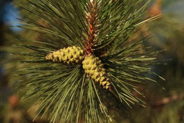 Altın saatte olgunlaşmamış koniler. Yakın plan..