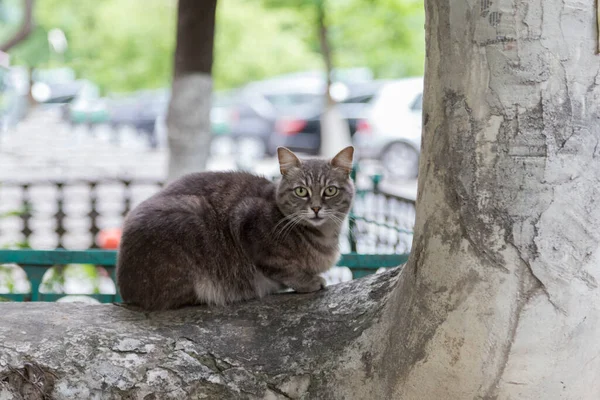 Gatukatt Ligger Ett Betongrör Bakgrunden Suddig Närbild — Stockfoto