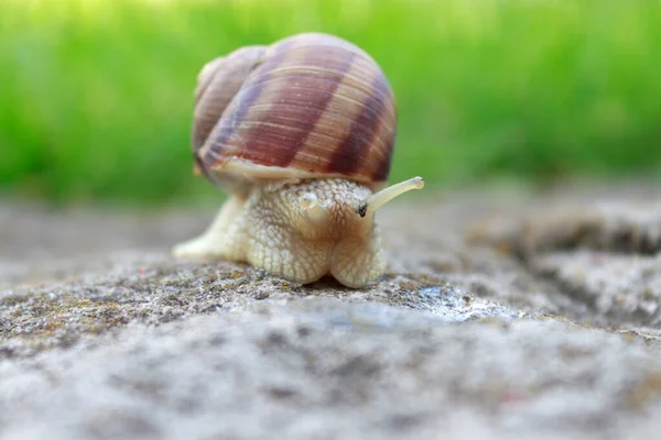 Slakkenleven Natuur Het Groene Gras Het Kruipt Vindt Wat Eten — Stockfoto