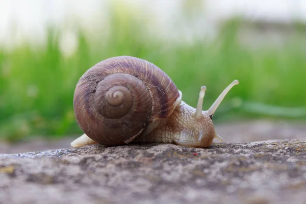 Schneckentiere Der Natur Auf Dem Grünen Gras Kriecht Und Kriecht — Stockfoto