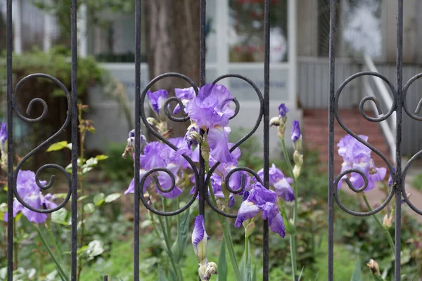 Iris Fleurs Derrière Une Clôture Métal Forgé Gros Plan Est — Photo