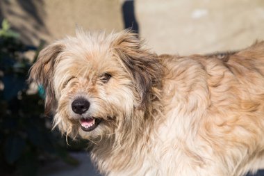 Şirin, tüylü, melez bir köpeğin portresi. Yakın plan..