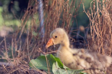 Genç kaz arka bahçede yürüyor. Yakın plan..