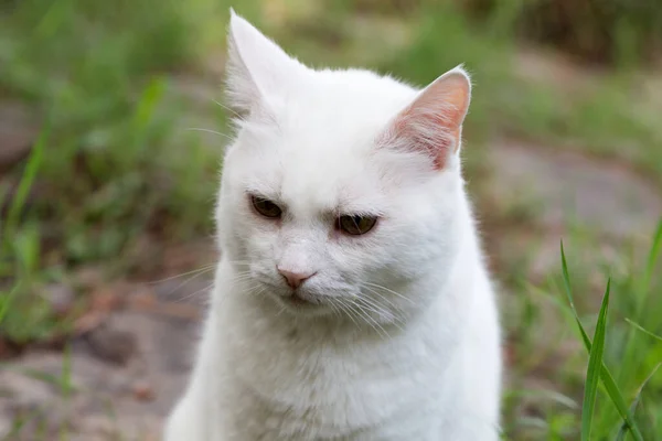 Biały Kot Wiosce Wieczorem Zbliżenie — Zdjęcie stockowe