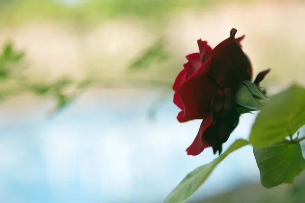 Vakre Røde Roser Utydelig Bakgrunn Avgrensning – stockfoto