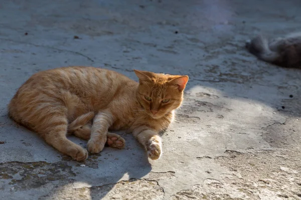 Red Cat Ligger Gatan Och Njuter Solen Närbild — Stockfoto