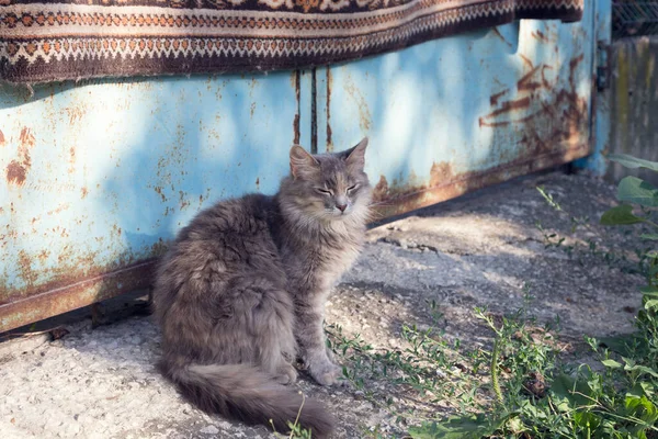 ふわふわの灰色の猫が通りを歩いている — ストック写真