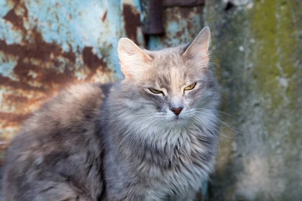 Puszysty Szary Kot Idzie Ulicą Zbliżenie — Zdjęcie stockowe