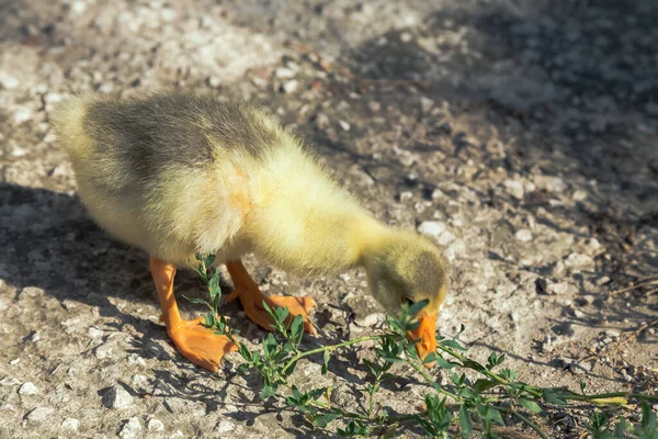 Jeune Oie Marche Dans Jardin Fond Est Flou Gros Plan — Photo