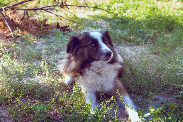 Portré Egy Aranyos Bozontos Kevert Kutyáról Közelkép — Stock Fotó