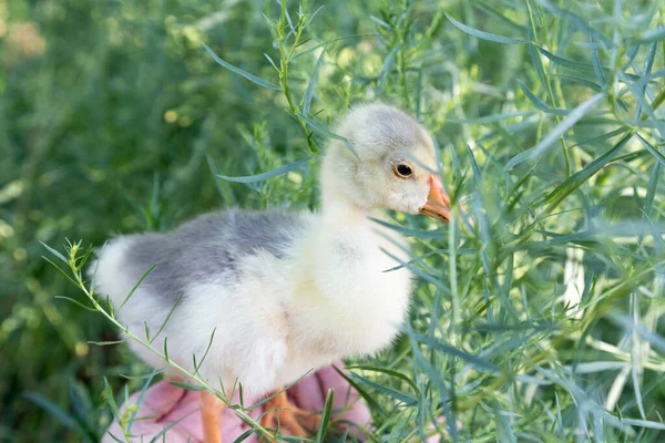 A young goose is carried on the arm and estragon. The background is blurred. Close-up.