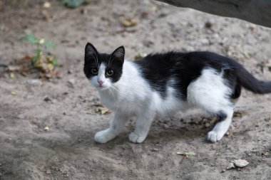 Beyaz ve siyah bir kediye bak. Yakın plan. Bahçe kedilerinin hayatından.