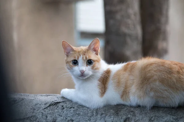 Titta Vit Och Röd Katt Närbild Från Livet Gården Katter — Stockfoto