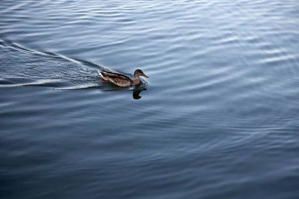 Sudaki Ördek Dişi Portresi Yakın Plan — Stok fotoğraf