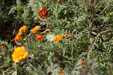 Büyük lahana, beyaz kelebek ve takvim. Resmin tüm yüzeyini kaplar. Yakın plan..