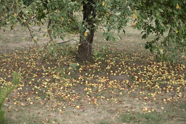 Mogna Äpplen Föll Från Ett Äppelträd Till Marken Närbild — Stockfoto