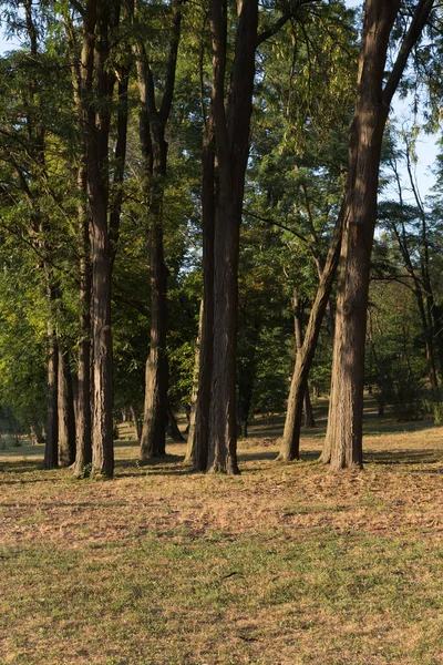 Primer Plano Los Árboles Las Profundidades Del Bosque Imagen Vertical — Foto de Stock