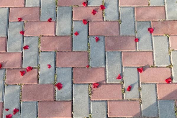 Petali Rosa Pavimento Mattoni Rosso Grigio Primo Piano Questa Immagine — Foto Stock