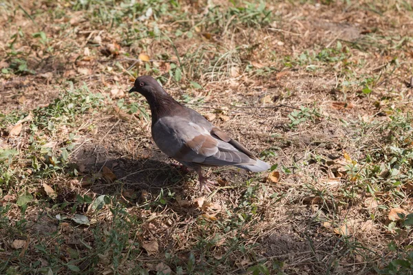 乾燥した草の畑に一羽の鳩 ロック ピジョンは親密だ — ストック写真