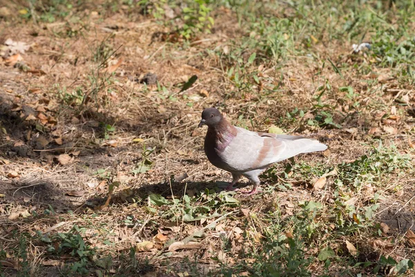 Pombo Solitário Num Campo Com Relva Seca Pombo Rocha Close — Fotografia de Stock