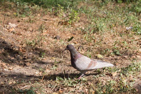 Een Eenzame Duif Een Veld Met Gedroogd Gras Rock Pigeon — Stockfoto