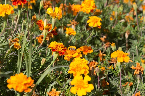 蜂とカレンダーのオレンジの花 画像の表面全体を占める — ストック写真