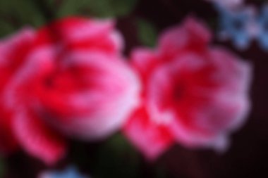 Siyah üzerine kırmızı güllerin bulanık bir görüntüsü. Yakın plan..