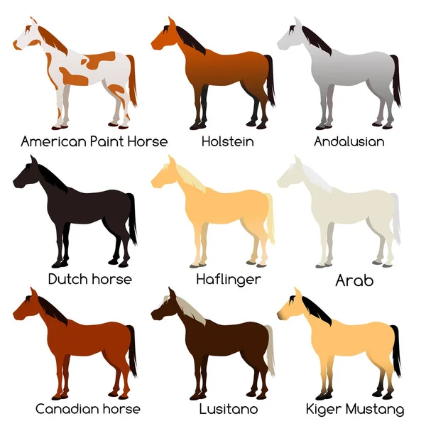 Horse markings Stock Vector Image by ©deisey #33146565