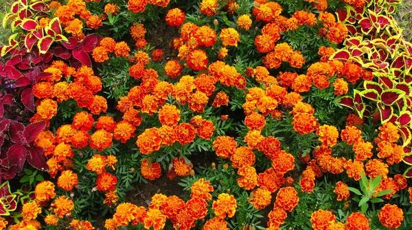 Tagetes erecta. Güzel çiçekler.