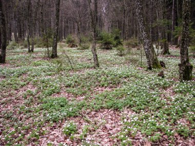 Ormandaki erken baharda çiçek açan kardelen.