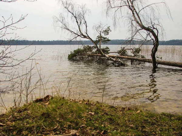 Huş ağacı ve çam bir kasırga sonra göle düştü.