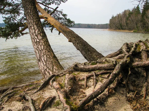Göl üzerinde eğildi ağaçların köklerinin intertwining.