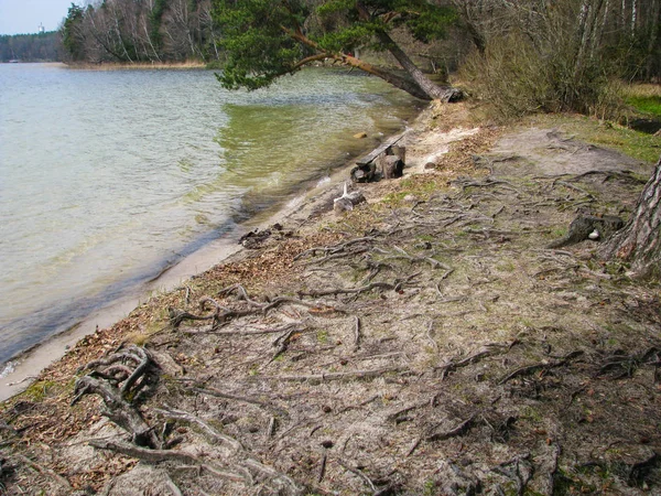 Ağaç kökleri göl kıyısı sürünerek. Göl kıyısı sürünerek Ağaç kökleri.