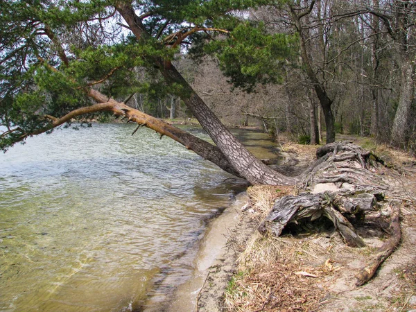 Przenikanie Się Korzeniami Drzew Które Pochylił Się Nad Jeziorem — Zdjęcie stockowe