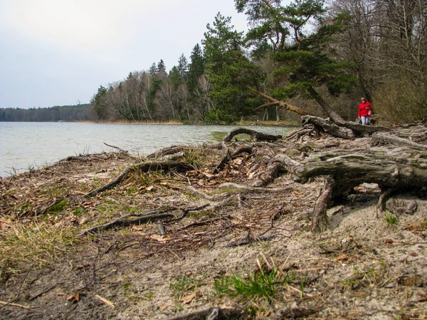 Ağaç kökleri göl kıyısı sürünerek. Göl kıyısı sürünerek Ağaç kökleri.
