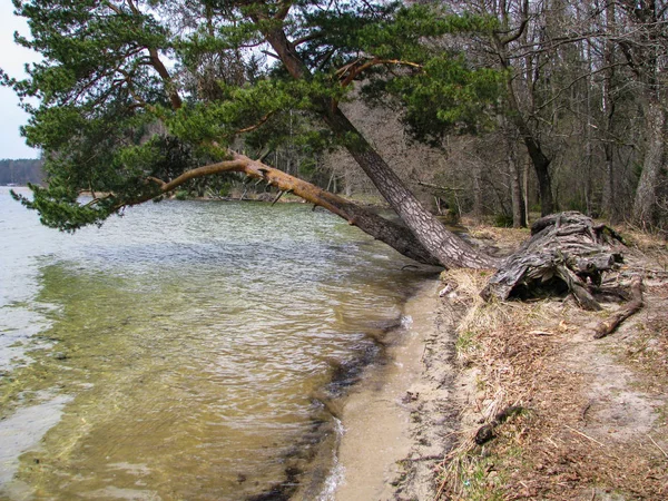 Göl üzerinde eğildi ağaçların köklerinin intertwining.
