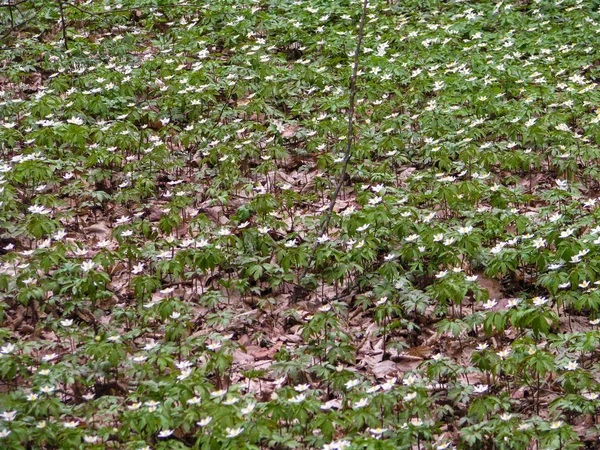 Ormandaki erken baharda çiçek açan kardelen.