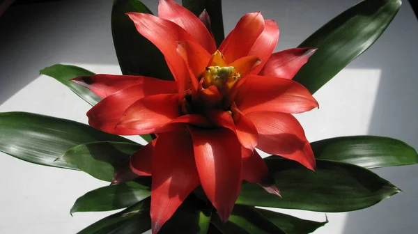 Bitki Guzmania Güzel Kırmızı Çiçek — Stok fotoğraf