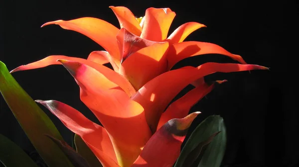 Bitki guzmania. Güzel kırmızı çiçek.