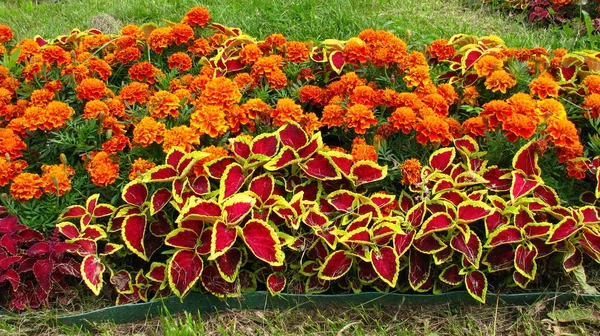 Tagetes erecta. Güzel çiçekler. Turuncu arka plan.