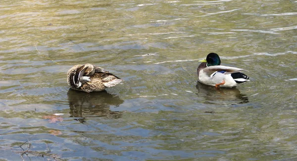 Vahşi ördekler: erkek ve kadın gölet Yüzme.
