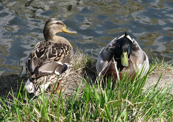 Vahşi Ördek: erkek ve kadın gölet kıyısında dinlenme.