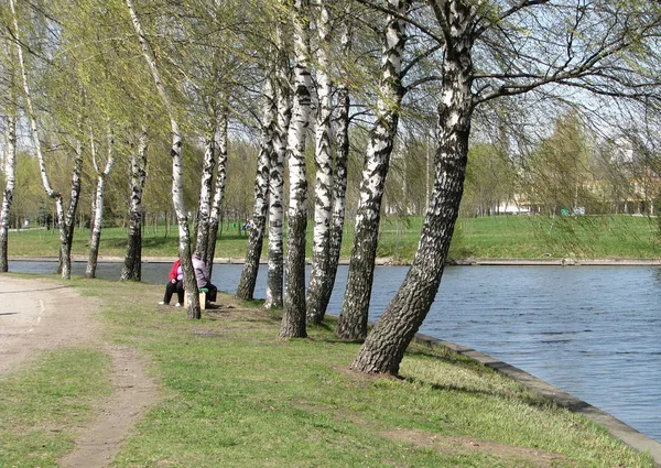Nehir kıyısında şehir parkında Birch Alley.